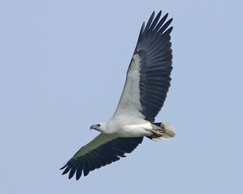 White-bellied sea eagle — Photographed in Singapore
