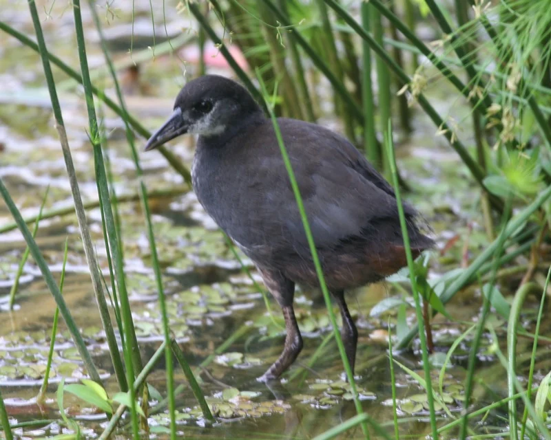 A young White-breasted Waterhen with dark grey feathers stands in shallow water among tall green plants.