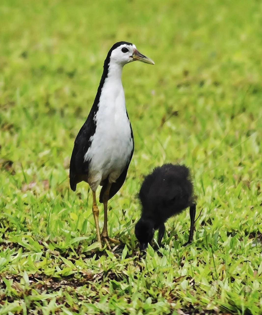 An adult White-breasted Waterhen with black and white feathers stands on green grass beside a small, fluffy black chick.