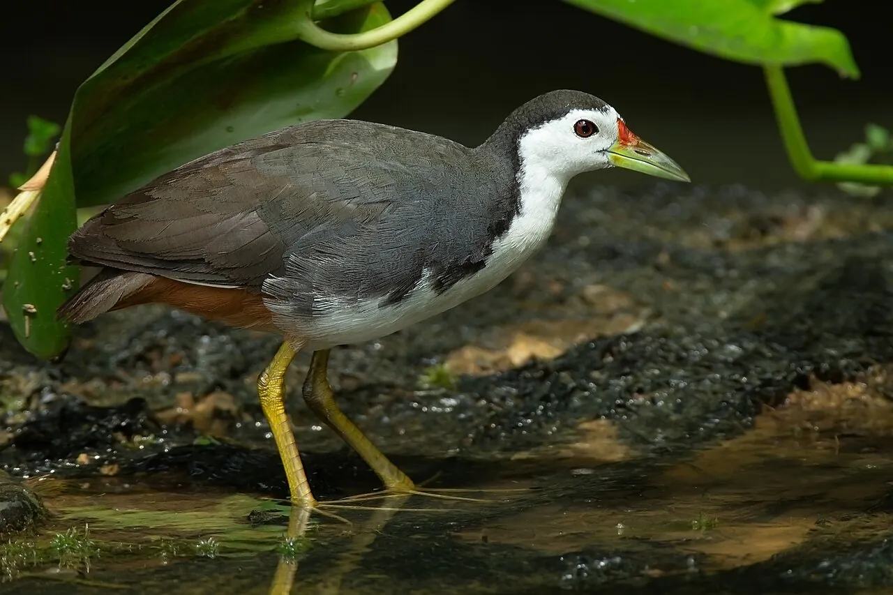 White-breasted waterhen — Photographed in Singapore