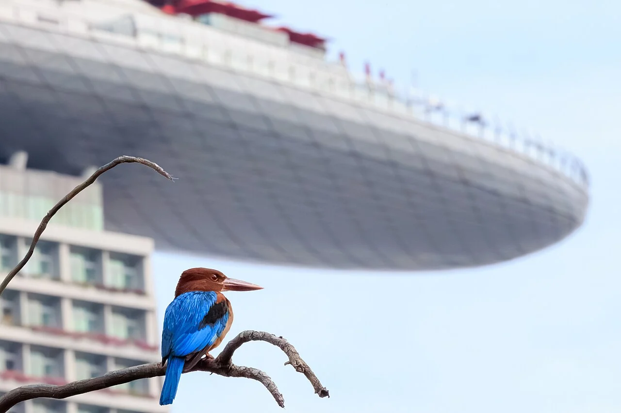 A White-throated Kingfisher with blue wings sits on a bare branch, with a large building visible in the background.