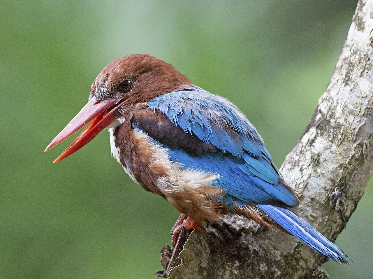 A White-throated Kingfisher with bright blue wings and a brown head perches on a branch with its beak open.