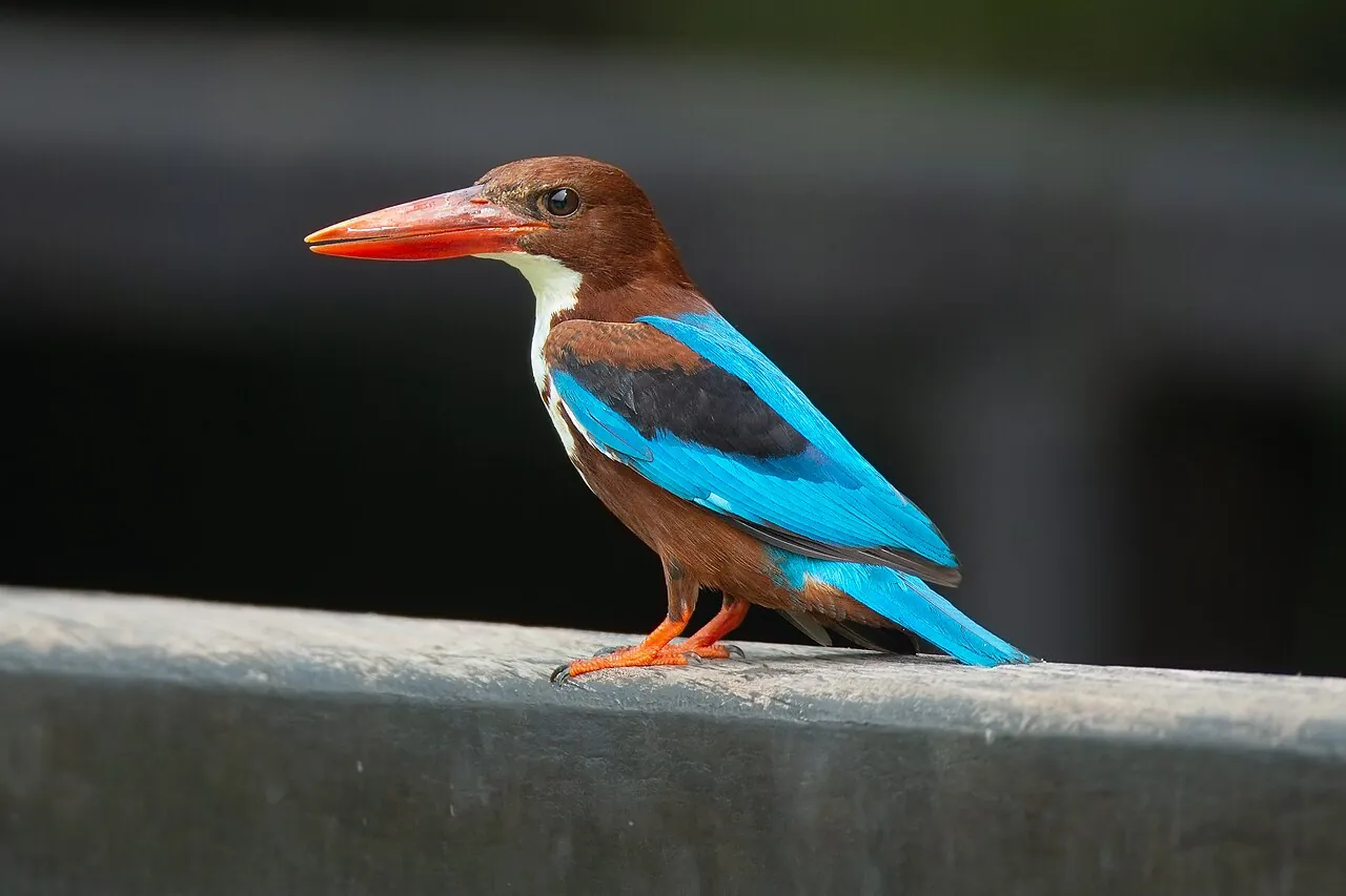 White-throated kingfisher — Photographed in Singapore