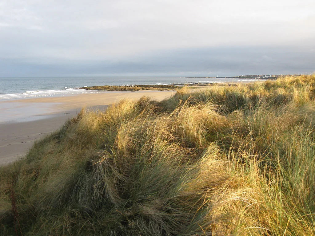 Long golden and green dune grass bends across a sandy beach beside the sea under an overcast sky.