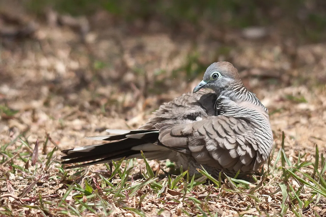 A Zebra Dove with grey and brown striped feathers rests on dry ground covered with grass and leaves.