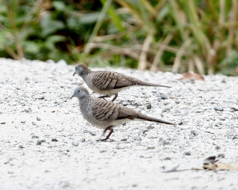 Two grey-brown zebra doves with striped wings and long tails stand on pale gravel near green plants.