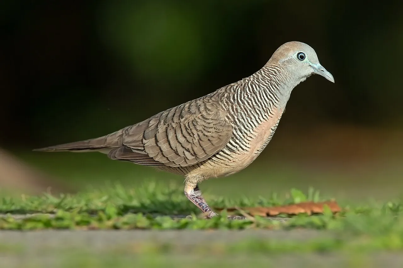 Zebra dove — Photographed in Singapore