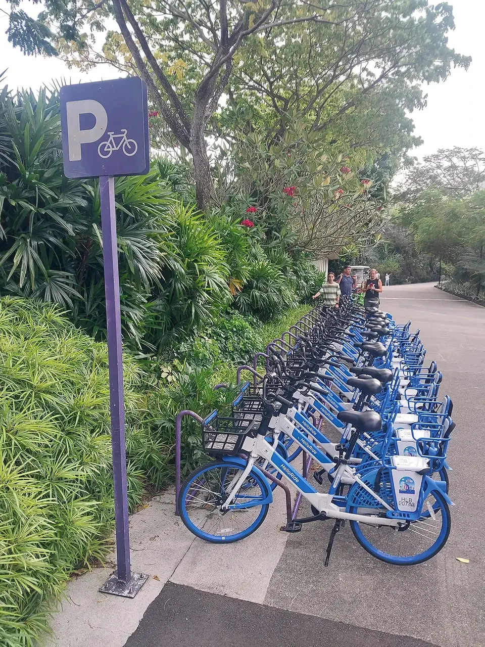 A row of blue rental bicycles in Singapore.